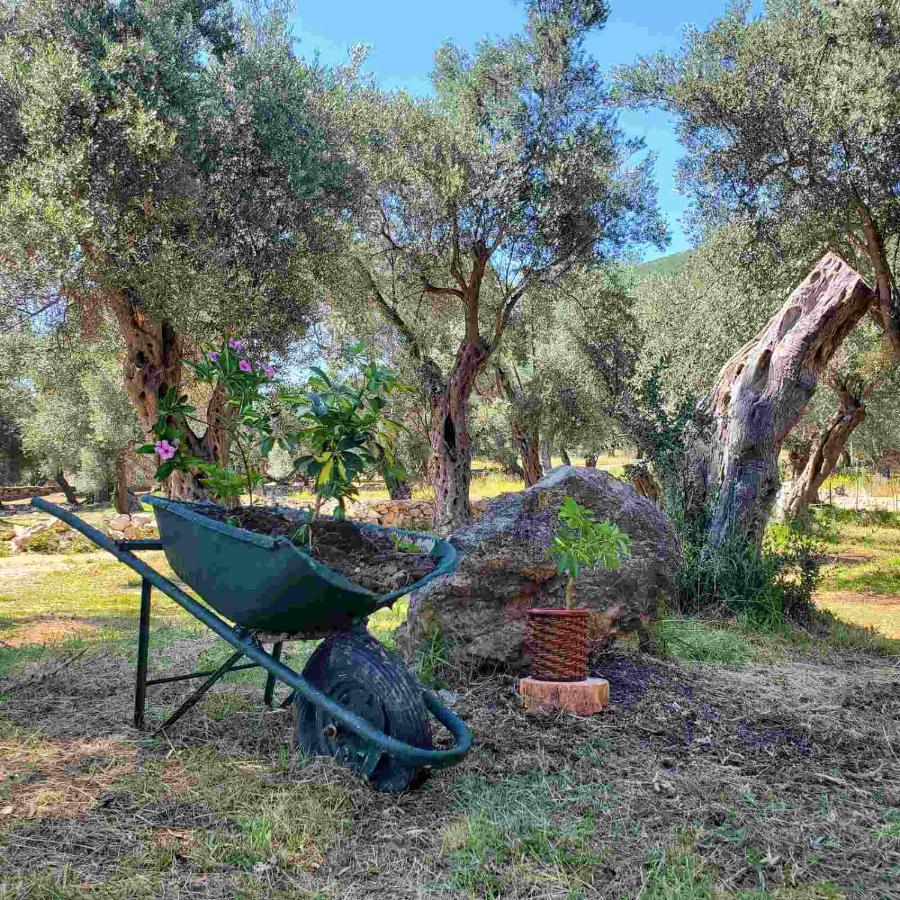 Coratina Cottage Ulcinj Eksteriør bilde